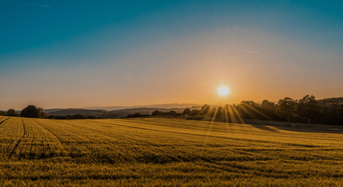 Dawn in a Field